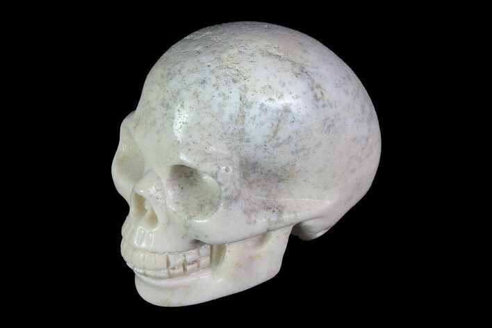 Realistic, Polished Fossil Coral Skull #116582